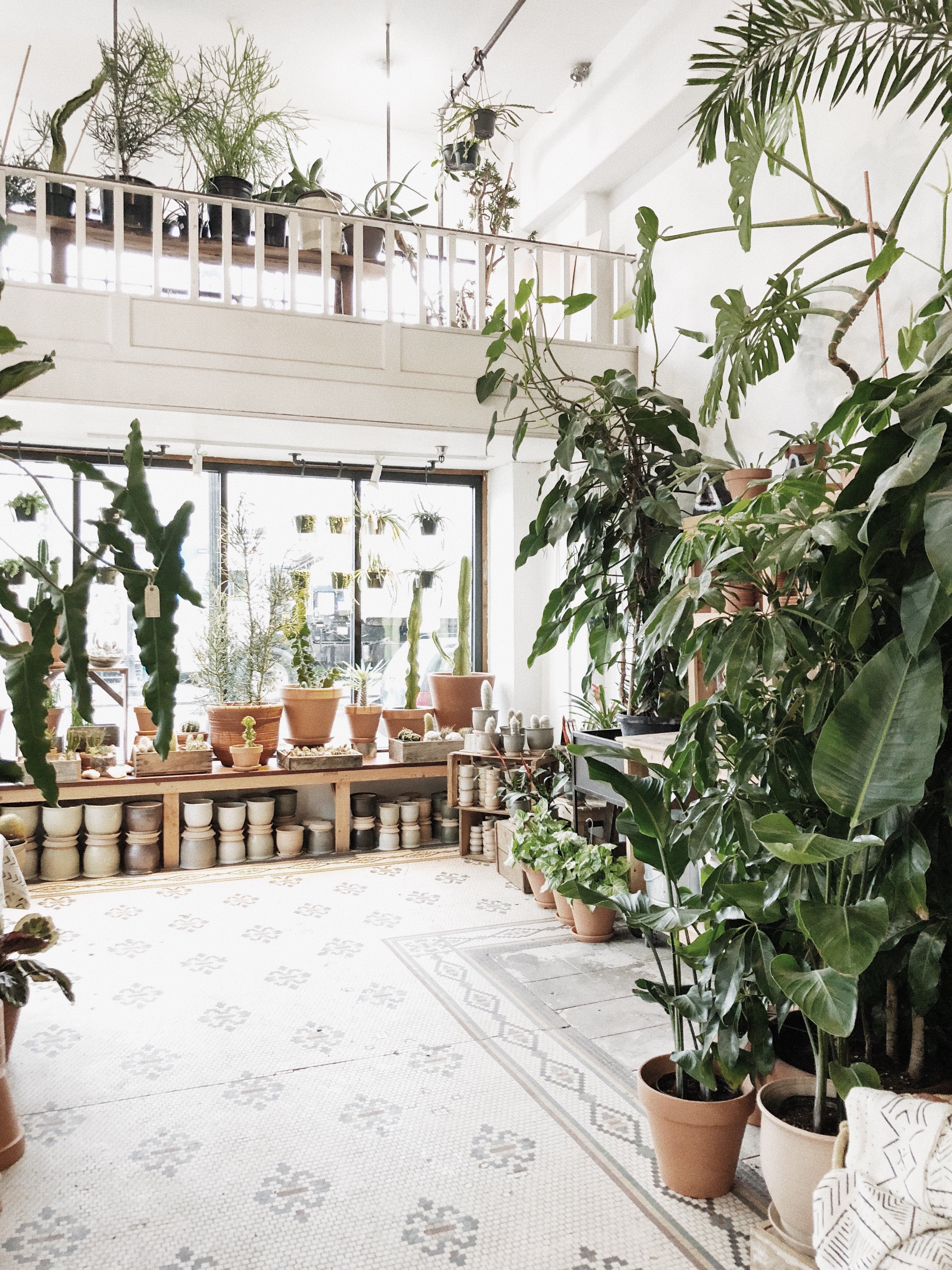 plants on display inside of the shop